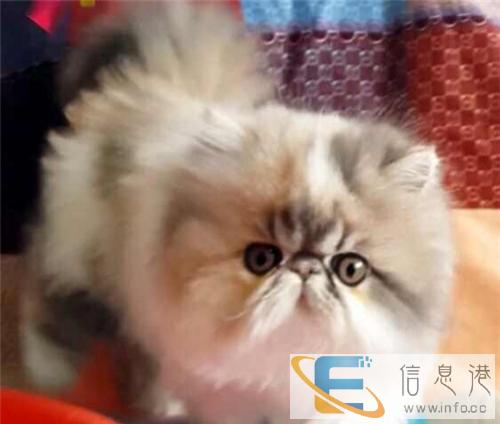 博爱宠物只给你较好较健康的猫咪多个品种任你选购