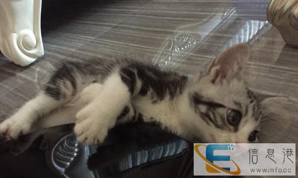 家养纯美短弟弟 求带走