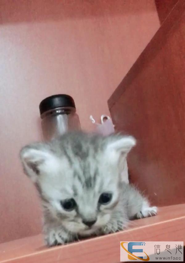 家养猫生小猫啦