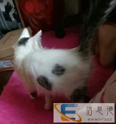 免费赠送 求好心对待