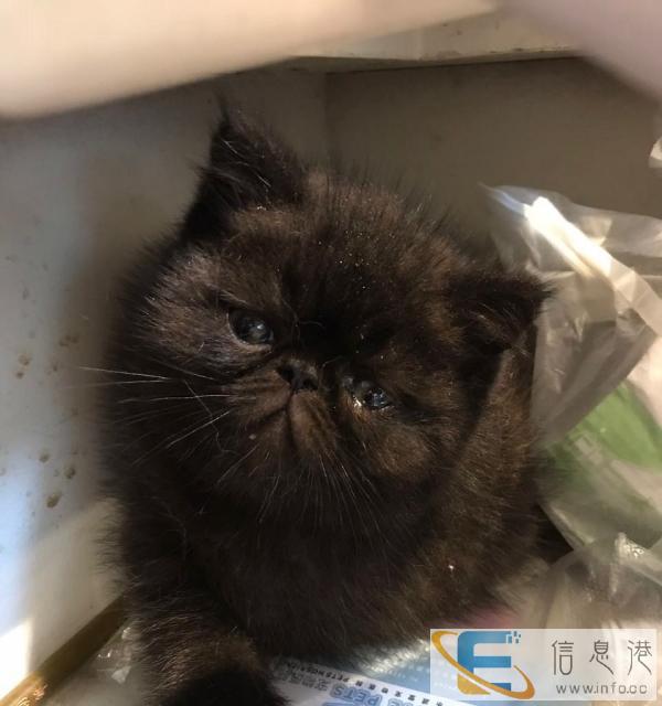 自家养辟邪加菲弟弟出售