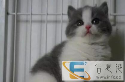 A专业猫舍批发蓝猫加菲各种名猫 疫苗齐全 可全国 CFA69