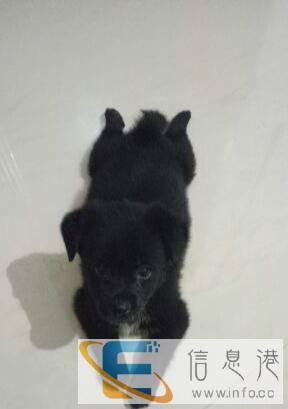 免费赠送中华田园犬