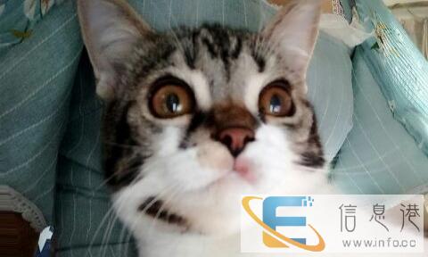 5个月的美短因个人原因不能再养,希望找个爱它的主人