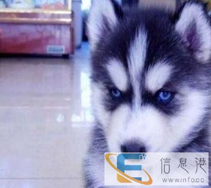 我家纯种幼犬哈仕奇赠送爱心人士