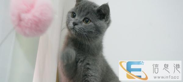 蓝猫优惠找新家