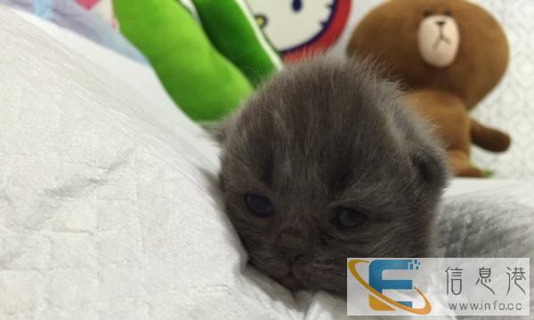 赛级血统 蓝白 蓝猫 找新家