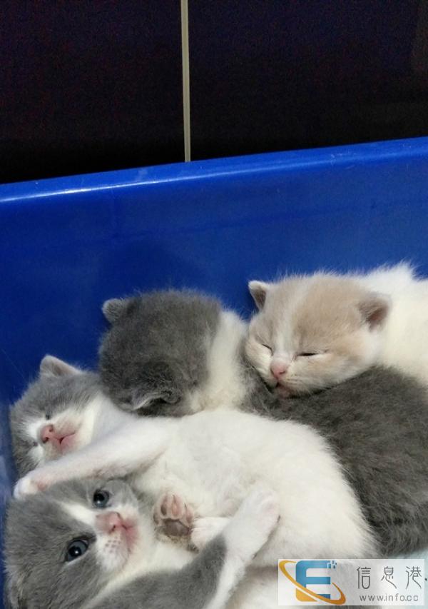 纯种家养,呆萌英国短毛猫,爸爸妈妈都是引进CFA血统 找家长