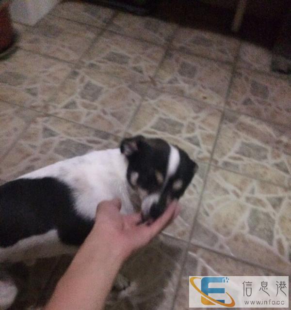 听话的小狗叫面包