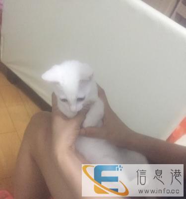 送猫,小家猫纯白