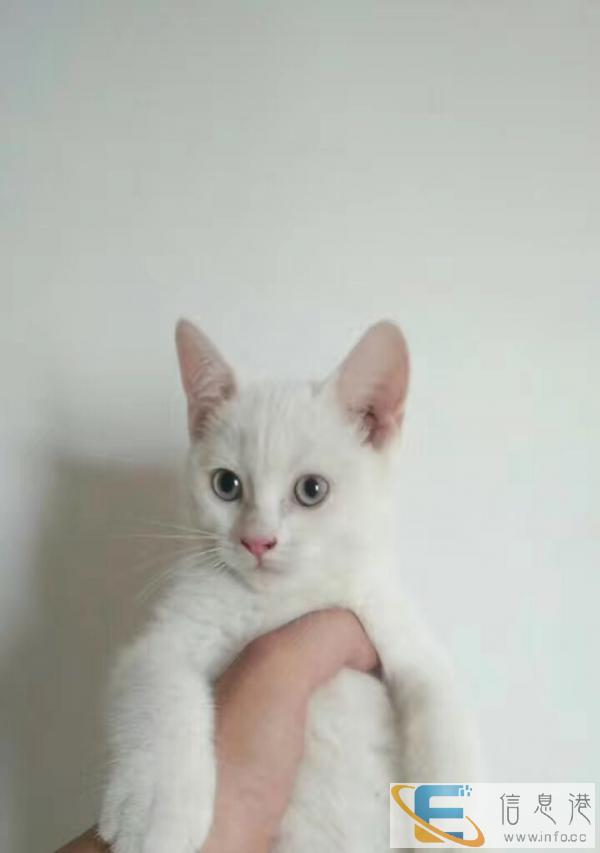 家养纯白英短幼猫粘人可爱