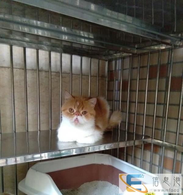 福州本地双血小加菲