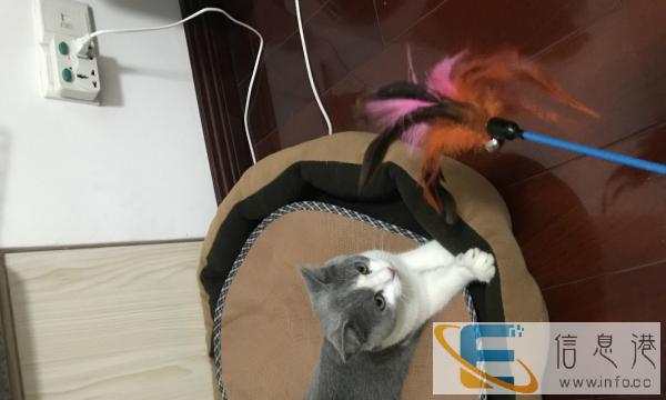 出售英短蓝白弟弟