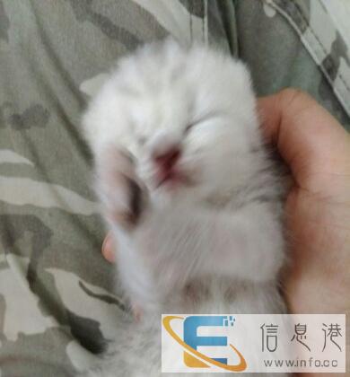 家养英短可爱萌猫出售