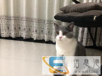 英短蓝白种公借配