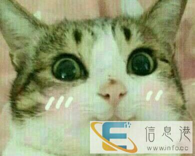 想领养一只小猫咪