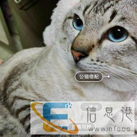 纯种虎斑公暹罗一岁半种猫借配