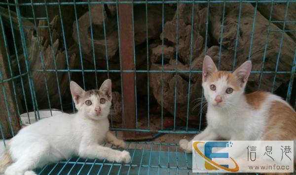 聪明可爱健康治鼠小猫找主人,自家猫生的宝宝