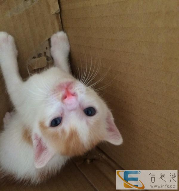 两只奶黄猫.捉老鼠猫咪