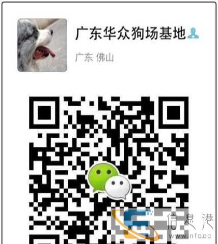 广州哪里有卖纯种猫,纯种猫热销英短大萌娃英国猫