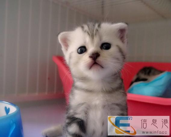 国庆特价 顺德哪里有放心猫舍猫舍直销,蓝猫幼猫,纯种健康