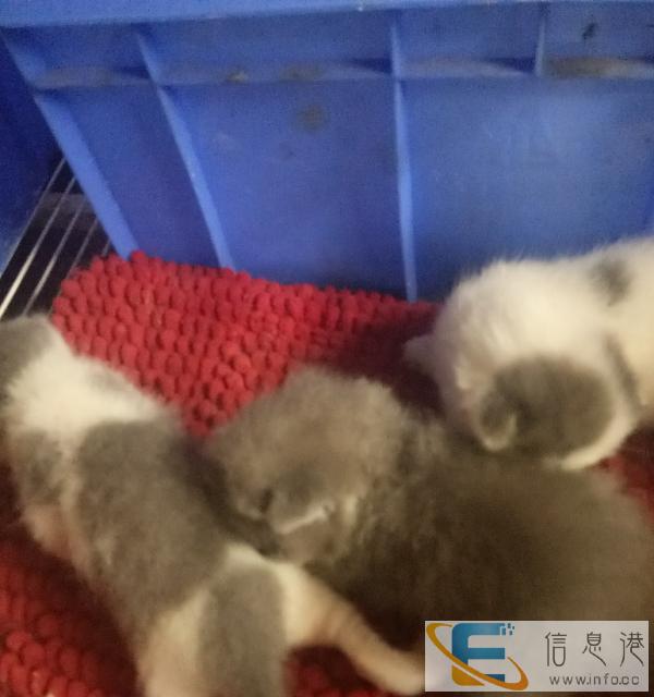 家养英短接受预订