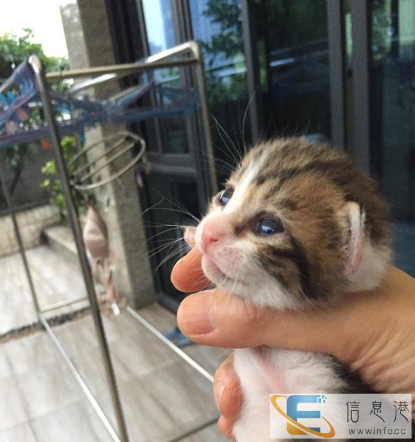 家养大头虎斑猫