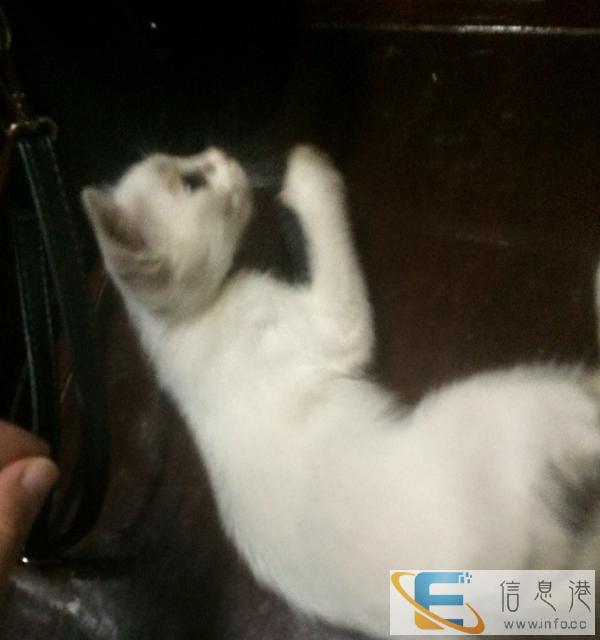 一只混血金吉拉