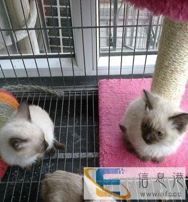 出售正宗泰国宫廷名贵品种,钻石眼暹罗猫