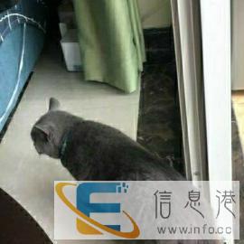 英短蓝猫种猫借配