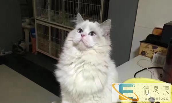 布偶猫自家养借配