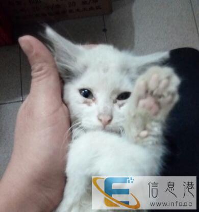 免费领养猫咪