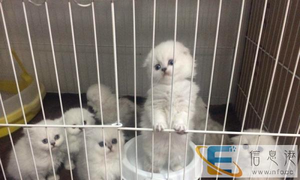 出售 纯种金吉拉幼猫 长毛猫包健康可送货
