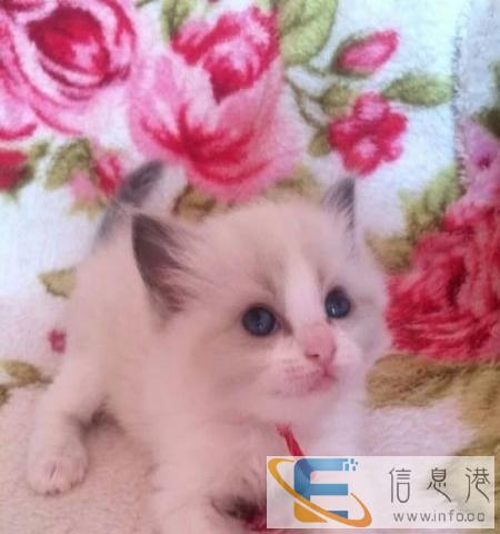猫舍直销多只布偶猫宝宝,身体健康 品相好 价格合理