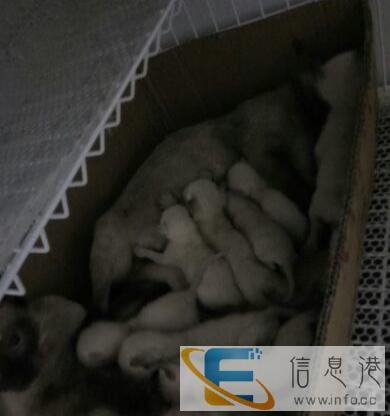 高品质家养暹罗猫出售预定