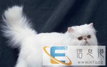 纯种 长毛猫 红虎斑加白 双色 波斯猫DD MM 宠物猫