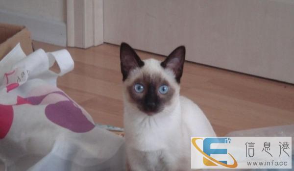 火爆可以溜的暹罗猫咪宝蓝色眼睛 幼猫