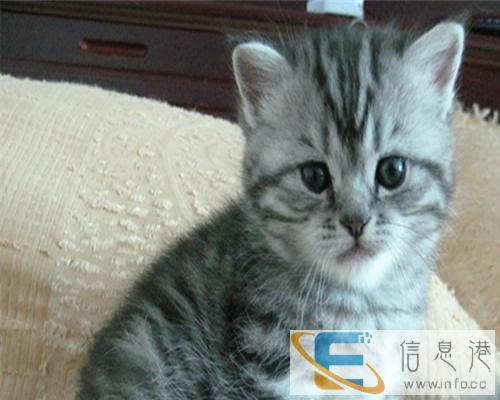 出售纯种英短蓝猫 短毛猫 无病无癣包健康疫苗已做保