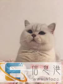 阜新小宠当家名猫借配高价回收