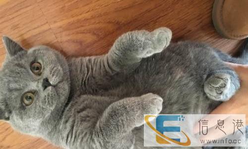 出售自家英短蓝猫 蓝白大包子脸