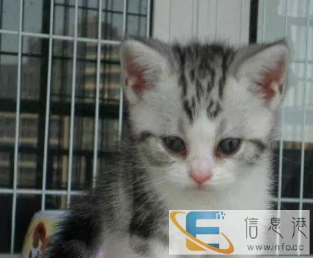 猫舍出售纯种英短蓝猫短毛猫美短加白加菲猫支持上门