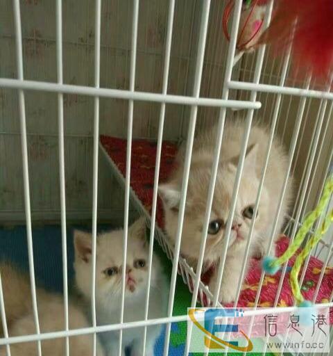 自家繁殖加菲猫