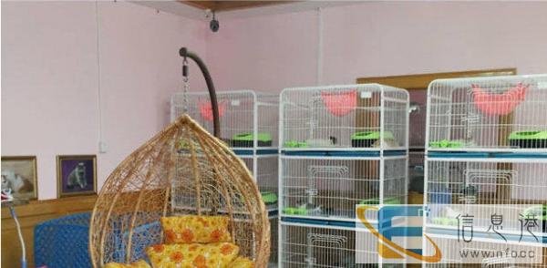 猫舍直销纯种家养幼猫支持支付宝散养加菲猫只待售