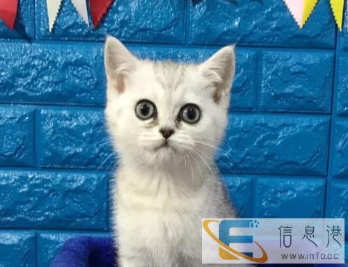 渐层借配 幼猫出售 巨眼脸甜 蓝猫 虎斑也有哦