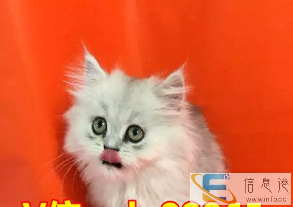 出售纯种金吉拉保健康纯种品相极佳 全国包邮