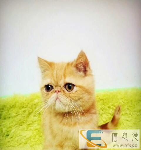 加菲猫多只公母都有