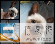 暹罗猫宝宝找爹妈,品相好