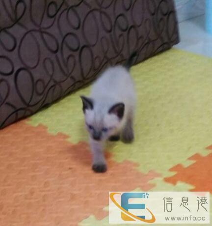 出售暹罗猫崽