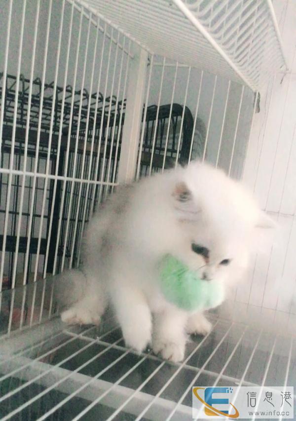 金吉拉妹妹等带回家