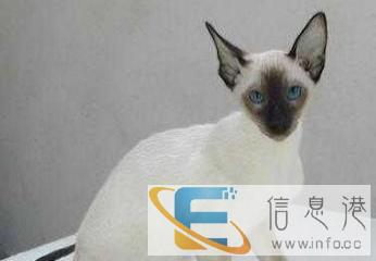 暹罗猫 罗猫 猫